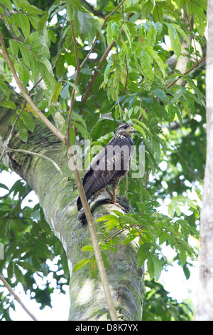 Busard Saint-Martin Circus cyaneus, ou, le busard Saint-Martin, le Costa Rica Banque D'Images