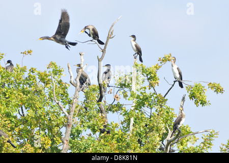 Grand Cormoran Banque D'Images