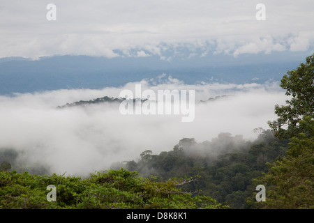 Forêt de nuages, Valle Central, Highlands, Costa Rica Banque D'Images