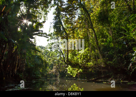 Tour en canoë sur le Rio Estrella, parc national de Cahuita, Costa Rica Banque D'Images