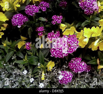 L'œillet turc, connu pour ses pétales délicats et ses couleurs vibrantes, est montré en pleine floraison. Les riches teintes roses de la fleur et les formes complexes de pétales en font un ajout frappant aux jardins et aux arrangements floraux. Banque D'Images