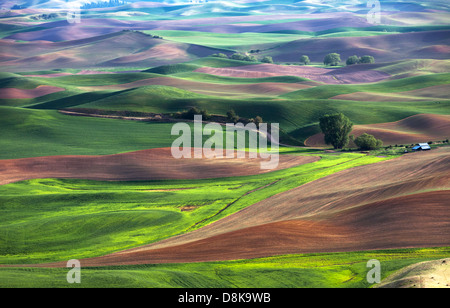 Rolling Hill et les terres agricoles, les champs de blé vert Banque D'Images