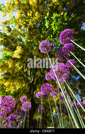 L'oignon violet alium fleur et arbre de la chaîne d'Or Banque D'Images