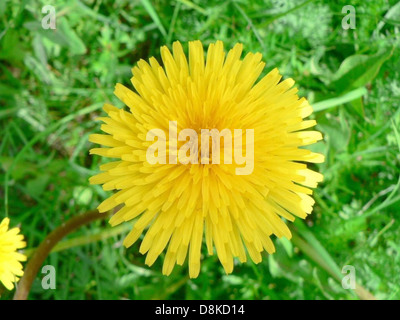 Un pissenlit jaune vif fleurit sur une parcelle d'herbe de champ, mettant en valeur la résilience de cette fleur sauvage commune. Les pissenlits sont souvent vus dans les champs ouverts et les pelouses, prospérant dans diverses conditions environnementales. Banque D'Images