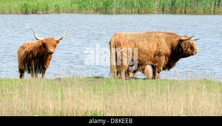 Bovins Galloway et une famille d'oie sont illustrés dans les pâturages près de Toenning, Allemagne, le 30 mai 2013. 50 vaches sont censés faire paître dans la région afin de maintenir l'herbe courte et à améliorer de cette manière l'habitat des oiseaux de prairie. Photo : Carsten REHDER Banque D'Images