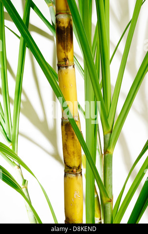 Tige de la canne à sucre Banque D'Images