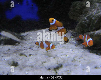 Les poissons Nemo, également connus sous le nom de poisson clown, nagent parmi les anémones dans un récif corallien vibrant. Ces petits poissons colorés forment des relations symbiotiques avec les anémones de mer, offrant une protection pour les deux. Banque D'Images