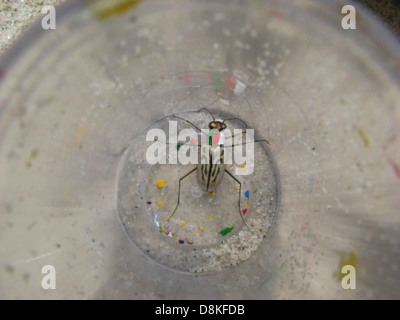 Cette image montre un coléoptère tigre de plage du nord-est, une espèce d'insecte originaire des habitats de plage, contenue dans un bocal pour observation. Ces coléoptères sont connus pour leur aspect distinctif, avec des motifs verts et noirs sur leurs ailes. On les trouve souvent dans les zones côtières sablonneuses, où ils sont les prédateurs d'autres petits insectes. Banque D'Images