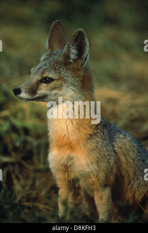 Photo de profil kit San Joaquin Fox Vulpes macrotis mutica. Banque D'Images