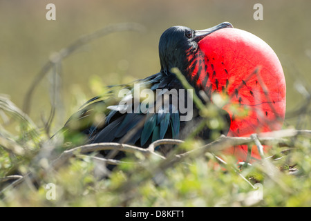 Stock photo d'un magnifique mâle d'oiseaux frégates dans l'affichage sur l'île de Espanola de reproduction, Galapagos Banque D'Images