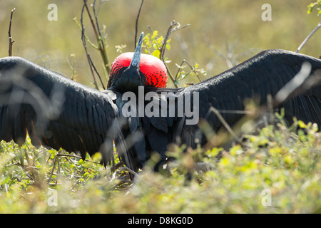 Stock photo d'un magnifique mâle d'oiseaux frégates dans l'affichage sur l'île de Espanola de reproduction, Galapagos Banque D'Images