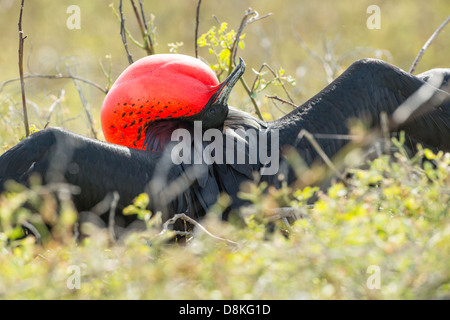 Stock photo d'un magnifique mâle d'oiseaux frégates dans l'affichage sur l'île de Espanola de reproduction, Galapagos Banque D'Images