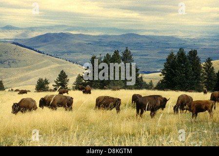 Un troupeau de bisons paît paisiblement dans la chaîne nationale des bisons. Les animaux sont répartis dans toute la prairie, reflétant l’habitat naturel de cette espèce emblématique de l’Amérique du Nord. Banque D'Images