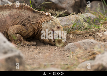 Stock photo d'un iguane terrestre des Santa Fe manger le fruit d'un cactus. Banque D'Images