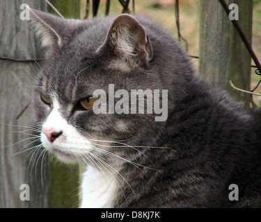 Gros chat Tigré. Banque D'Images