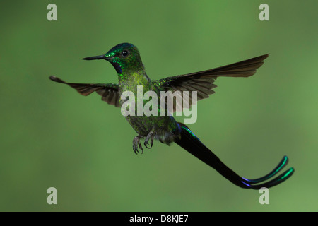 Long-tailed Sylph masculins (Aglaiocercus kingi) en vol Banque D'Images