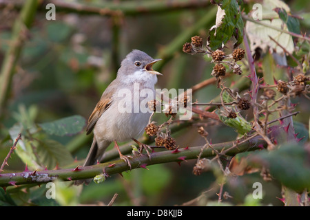 La Fauvette grisette (Sylvia communis) d'un chant bramble bush Banque D'Images