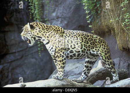 Un jaguar (Panthera ONCA) dans son habitat naturel, mettant en valeur l'apparence puissante et majestueuse de ce grand chat. Les Jaguar sont connues pour leur manteau à pois et leur construction robuste. Banque D'Images