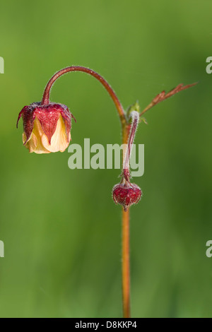 Benoîte Geum rivale (eau de fleur) Banque D'Images