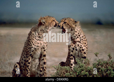 Deux animaux d'Afrique Le guépard Acinonyx jubatus en face de l'autre. Banque D'Images