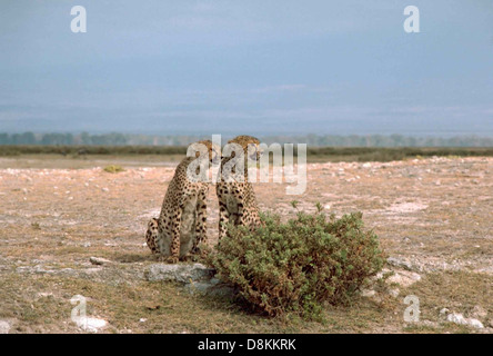 Deux animaux d'Afrique Le guépard Acinonyx jubatus assis en face d'un buisson. Banque D'Images