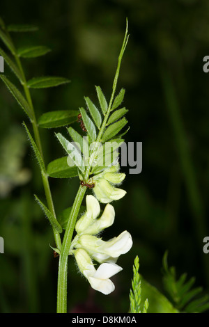 Variété blanche de vesces (Vicia sepium Bush) flower Banque D'Images