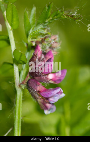 Vesce Vicia sepium Bush (fleur) Banque D'Images