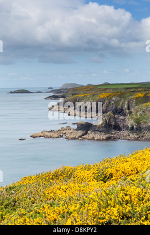 Pays de Galles Pembrokeshire Coast Path de Caerfai Bay à côté de la non St St Brides Bay dans le parc national. Banque D'Images