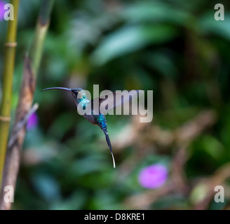 Ermite vert (Phaethornis guy), Hummingbird, Costa Rica Banque D'Images