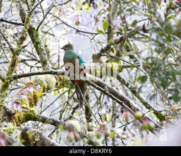 Quetzal resplendissant, Pharomachrus mocinno, San Gerardo de dota, Parque Nacional Los quetzales, Costa Rica Banque D'Images