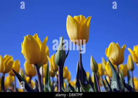 Les tulipes en fleurs Norfolk Swaffham Banque D'Images