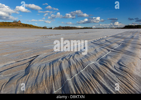 Fleece couvrant la culture de pommes de terre au début de la Norfolk UK dans les tempêtes d'avril Banque D'Images