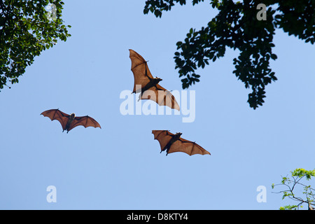 Les roussettes ou Roussette Pteropus giganteus à colonial roost Banque D'Images