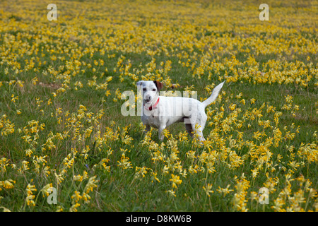 Jack Russell Terrier Cowslips Primula veris dans ferme bio sur Norfolk Banque D'Images