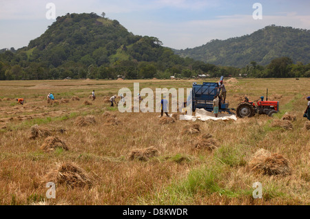 La récolte de riz au Sri Lanka Mars Banque D'Images