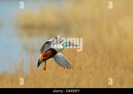 Canard souchet Anas clypeata drake en vol au dessus des marais Banque D'Images