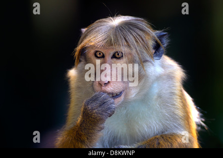 MaleToque Macaque Macaca sinica sinica allaitement Parc national de Yala au Sri Lanka Banque D'Images