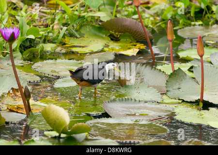 White-breasted Waterhen Amauronis phoenicurus marche sur les feuilles de nénuphars Parc national de Yala au Sri Lanka Banque D'Images