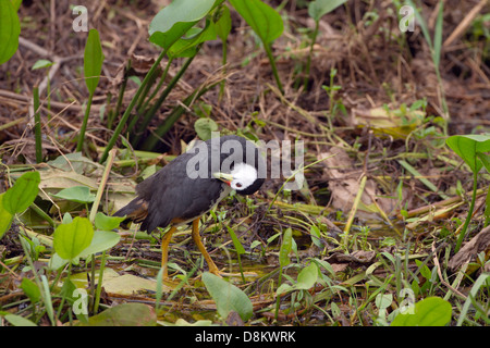 White-breasted Waterhen Amauronis phoenicurus marche sur les feuilles de nénuphar Banque D'Images