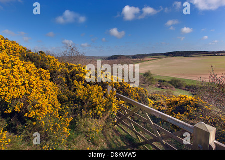 Au printemps Norfolk Downs Wiveton Banque D'Images