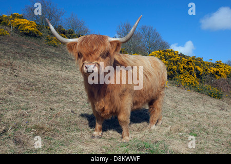 Highland cattle sur Wiveton Norfolk Downs au printemps Banque D'Images