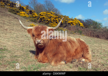 Highland cattle sur Wiveton Norfolk Downs au printemps Banque D'Images