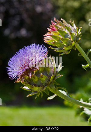 Chardon Artichaut (Cynara cardunculus) Banque D'Images