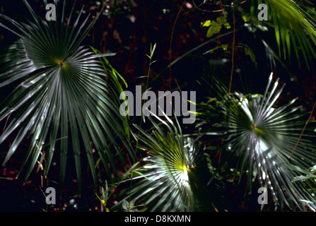 Cette image montre une silhouette de palmiers à l'ombre d'une jungle. L'environnement sombre et luxuriant met en valeur l'atmosphère tropicale, avec la canopée dense de la jungle filtrant la lumière du soleil et projetant des ombres complexes. Les palmiers sont couramment trouvés dans les régions tropicales et subtropicales, où ils prospèrent dans des conditions humides. Banque D'Images