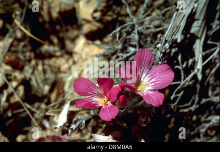 Une plante de lin sauvage (Linum usitatissimum) avec de délicates fleurs rose-violet. Le lin est connu pour ses usages polyvalents, y compris ses graines pour l'huile et les fibres pour les textiles, et ses belles fleurs. Banque D'Images