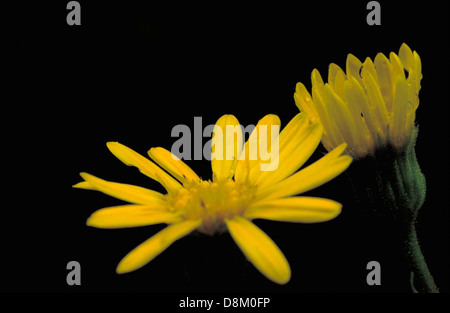 L'aster doré jaune du Maryland (Chrysopsis mariana) appartient à la famille des Asteraceae et est connu pour ses fleurs jaune vif. Cette espèce est indigène en Amérique du Nord et se trouve généralement dans les champs ouverts. Banque D'Images