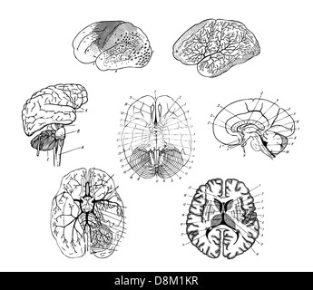 La structure des cerveaux humains Banque D'Images