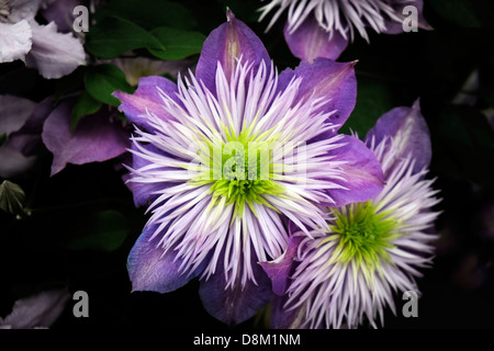 Clematis 'Crystal Fountain' sur l'affichage au Chelsea Flower Show. Banque D'Images