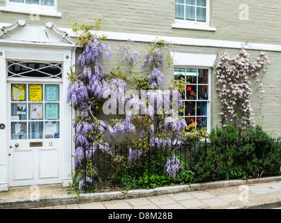 Glycine et Clematis grandissant du côté de la construction dans le seigle High Street. Banque D'Images