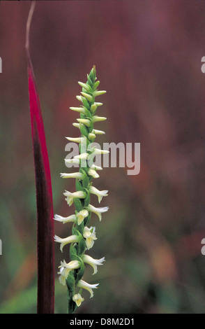 Les tresses des dames des grandes Plaines (Spiranthes magnicamporum) sont une plante à fleurs indigène que l'on trouve dans les régions des Prairies. Les délicates fleurs blanches forment une forme de spirale le long de la tige, caractéristique de l'espèce. Banque D'Images